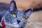 Close-up portrait of a sleepy European gray and white cat