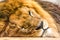 Close up portrait of sleepy lion. Wildlife animal in Africa