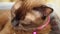 Close up portrait sleepy Siamese cat