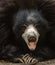 Close up Portrait of a sloth bear