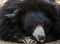 Close up Portrait of a sloth bear