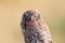 Close-up portrait of a slumbering juvenile little owl