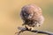 Close-up portrait of a slumbering juvenile little owl