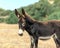 A close-up portrait of a small donkey grazing on field on a background of mountains. The cute curious animal is looking