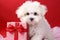 Close up portrait small purebred cute fluffy fur Maltese white dog puppy doggy pet with present gift box red bow