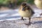 A close up portrait of a small tine baby duck or duckling wobling and walking on a concrete road. The cute little chick  was