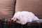 A close up portrait of a small white cute boomer dog lying down on a couch on a cosy blanket. The domestic animal is barely awake