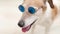 Close up portrait of small white dog Jack russell terrier in blue sunglasses.