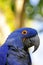 Close-up portrait of a smiling parrot