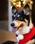 Close up portrait of a smiling Pembroke Welsh Corgi with a festive Christmas tree lit up in the background