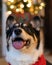 Close up portrait of a smiling Pembroke Welsh Corgi with a festive Christmas tree lit up in the background