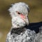 Close up portrait of a southern screamer or crested screamer Chauna torquata bird at the Pilsen, ZOO