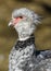 Close up portrait of a southern screamer or crested screamer Chauna torquata bird at the Pilsen, ZOO