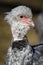 Close up portrait of a southern screamer or crested screamer Chauna torquata bird at the Pilsen, ZOO