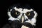 Close-up portrait of Spectacled Owl