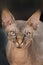 Close up portrait of sphinx cat sitting and looking up
