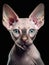 CLose-up portrait of Sphynx cat isolated on a black background, studio shot