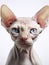 CLose-up portrait of Sphynx cat isolated on a white background, studio shot