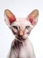 CLose-up portrait of Sphynx cat isolated on a white background, studio shot