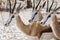 Close-up portrait of a Springbok in early morning light; Antidorcas Marsupialis