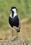 Close up portrait of Spur-winged lapwing.