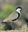 Close up portrait of Spur-winged lapwing.