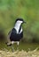 Close up portrait of Spur-winged lapwing.