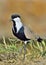 Close up portrait of Spur-winged lapwing.