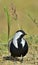 Close up portrait of Spur-winged lapwing.