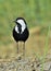 Close up portrait of Spur-winged lapwing.