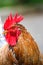 Close Up Portrait Of A Sri Lankan Domestic Fowl