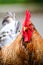 Close Up Portrait Of A Sri Lankan Domestic Fowl