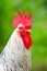 Close Up Portrait Of A Sri Lankan Domestic Fowl