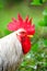 Close Up Portrait Of A Sri Lankan Domestic Fowl