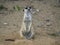 Close up portrait of standing meerkat or suricate, Suricata suricatta frontal view, looking to the camera, selective