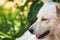 Close up portrait of a stray dog,vagrant dog