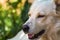 Close up portrait of a stray dog, vagrant dog