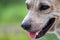 Close up portrait of a stray dog,vagrant dog