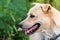 Close up portrait of a stray dog,vagrant dog