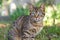 Close up portrait of striped brown cat with blue eyes on green grass background. non-pedigree cats