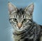 Close-up portrait of striped cat