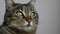 Close up portrait of a striped cat with green eyes on a gray background. Copy space for text. Negative space