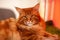 Close up portrait of stunning ginger red Maine coon cat, laying in his cage. Big and fluffy adult animal with orange eyes and expr