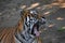 Close up portrait of Sumatran tiger yawning