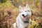 Close up Portrait of sweet Beige and white Siberian Husky dog sitting in fall forest on a colorful background