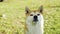 Close-up portrait of sweet shiba inu puppy sitting on grass and sniffing air then licking its mouth. Adorable animals