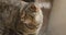 Close up portrait of a tabby british cat looking around. Home British, thoroughbred cat monitors at the object. Big