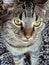 A Close-Up Portrait of a Tabby Cat\\\'s Mesmerizing Markings