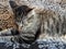 A Close-Up Portrait of a Tabby Cat\\\'s Mesmerizing Markings