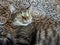 A Close-Up Portrait of a Tabby Cat\\\'s Mesmerizing Markings